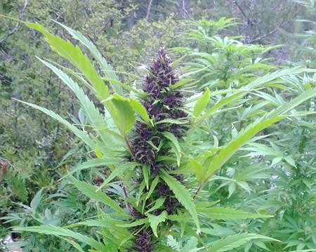 A Frisian Dew cannabis plant - all the buds have turned vibrant purple!