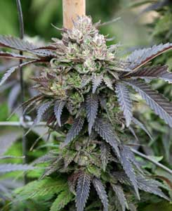 These buds are ready to harvest? Why is it purple? This cannabis plant turned purple because it got cold at night