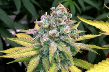 Example of a purple auto flowering plant outside - ready to harvest!