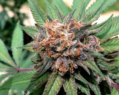 Pretty purple outdoor marijuana bud