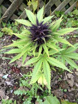 Example of a purple auto flowering plant outside - ready to harvest!