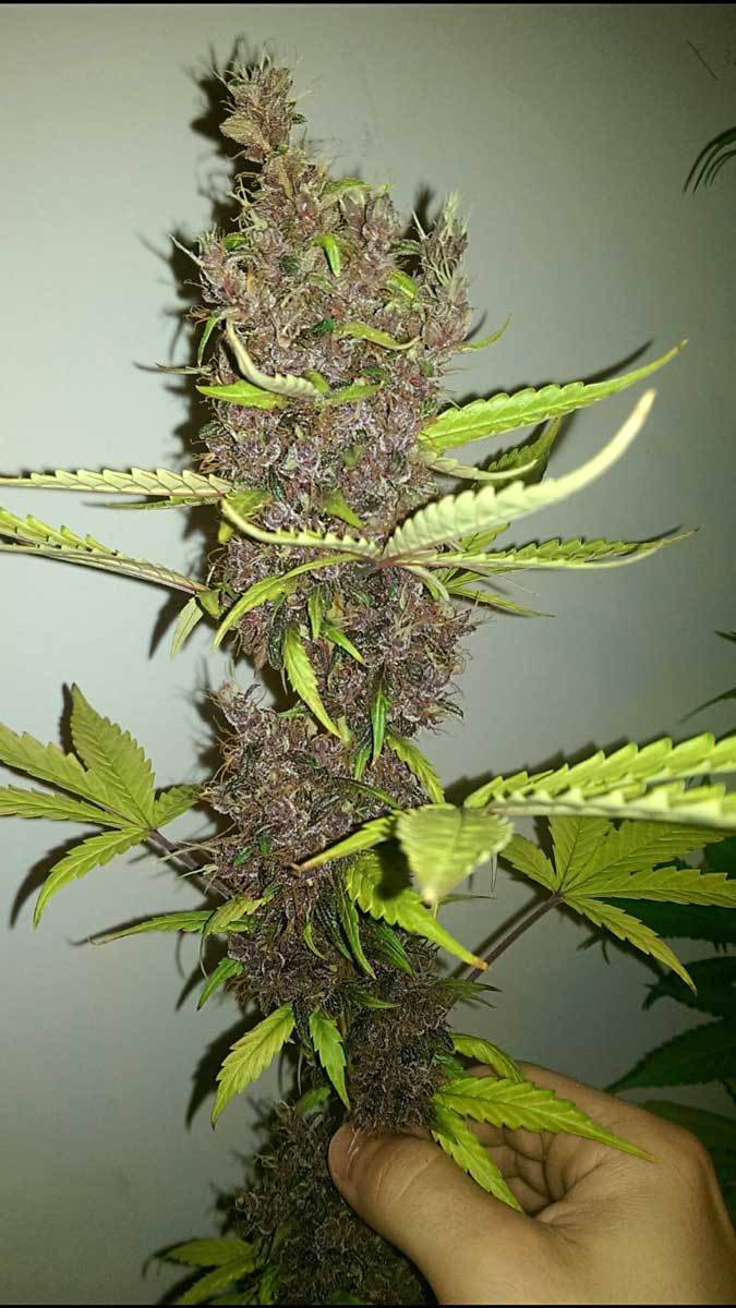 Example of an outdoor plant with a mature bud!