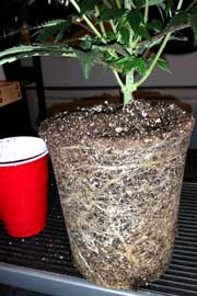 Example of a rootbound cannabis plant - all the roots have wrapped around the outsides of the pot