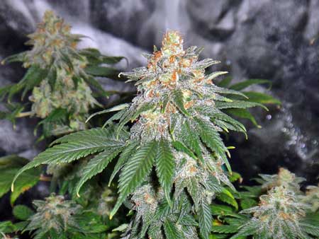 These buds are ready to harvest? Why is it purple? This cannabis plant turned purple because it got cold at night
