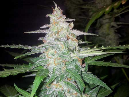 This cannabis bud grown under LED grow lights has just entered the harvest window!