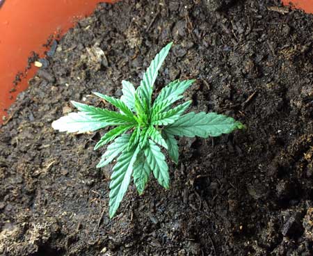 Example of a young cannabis plant that is stunted from being in too-thick, too muddy soil