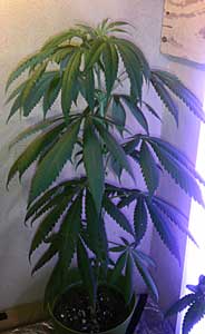 A too-big cannabis plant which needs to be transplanted to a bigger container