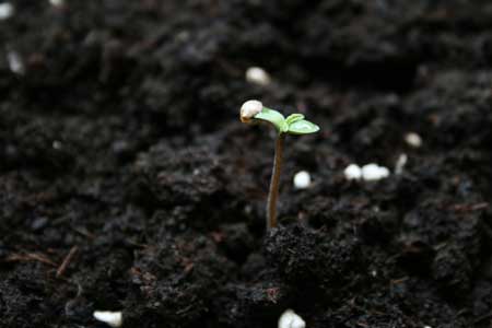 Can you grow weed in potting soil