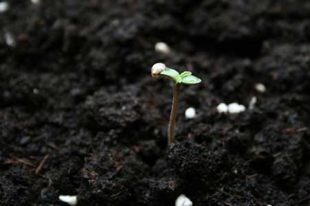 Example of bad cannabis soil - this soil is too muddy and is easily waterlogged, increasing the chances of overwatering