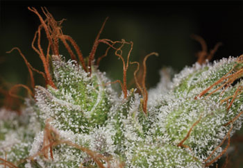 "Glitter" on buds, or trichomes, give cannabis your potency!
