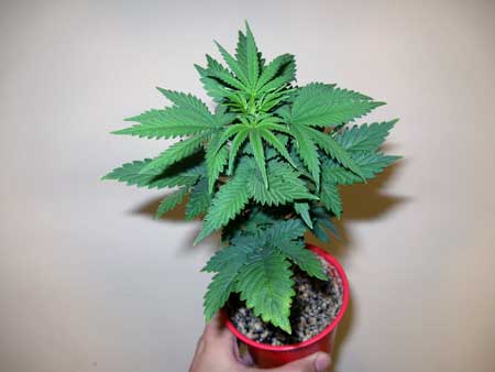 This weed plant in a solo cup is already way to big and should be transplanted to a bigger pot ASAP