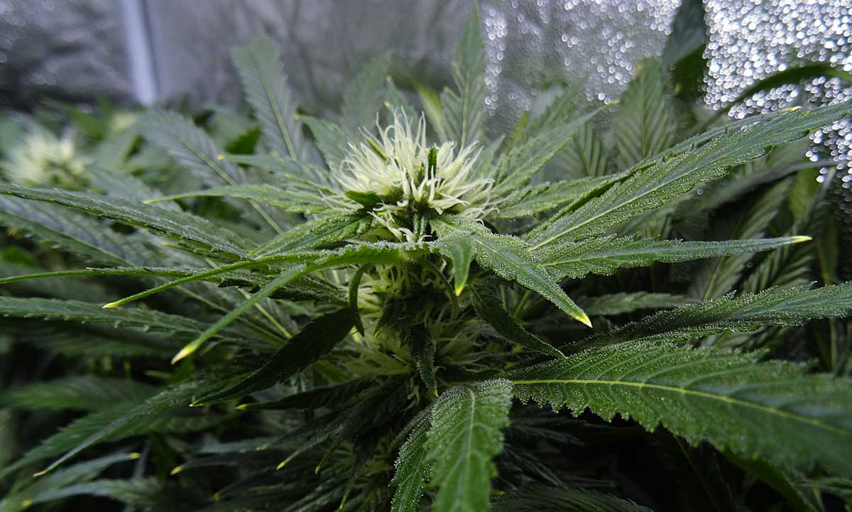 Gwe Ready To Harvest Cannabis Picture Gallery 🌱📸