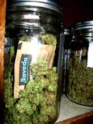 Example of buds being stored with a Boveda Humidipak