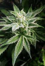 Cannabis bud grown under a CMH / LEC grow light
