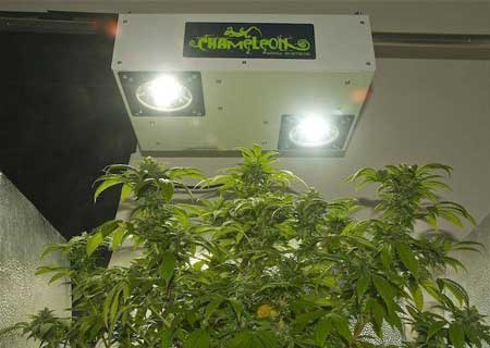 Cannabis plants growing under a Chameleon Plasma Grow Light