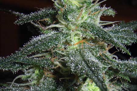 Look at the glittery trichomes on your cannabis to determine the best time to harvest!