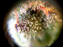 Look at trichomes under a magnifier like a jeweler's loupe!