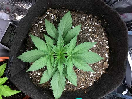 This happy young vegetative marijuana plant was grown in soil from seed