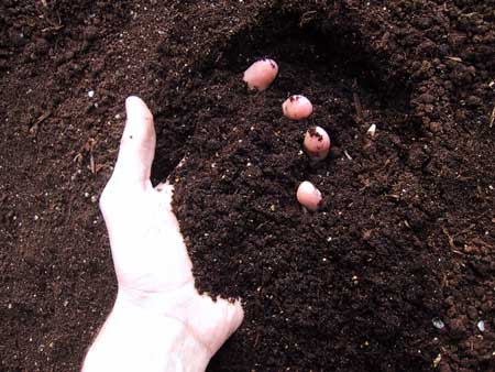 This picture displays what "good" cannabis soil look like - it should be rich yet almost fluffy