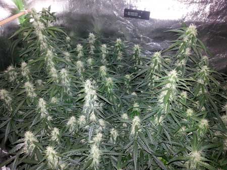 Example of a beautiful flowering cannabis plant with a sea of colas all fattening up!