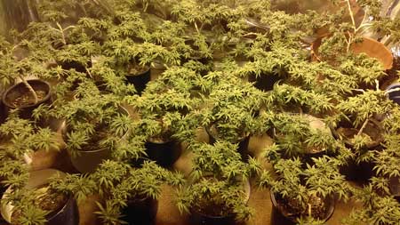 Example of many cannabis plants filling a grow space