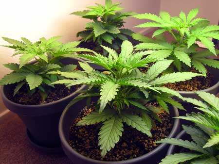 Many small plants will let you fill a space faster in the vegetative stage