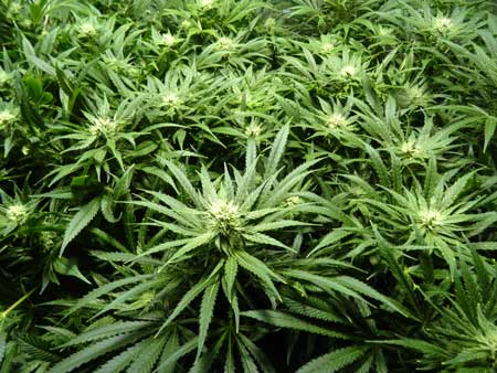 Example of a sea of cannabis colas - it doesn't matter this is made up of one plant or many, the results and yields will be about the same!