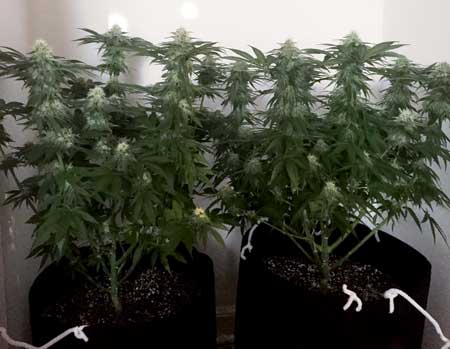 These cannabis plants were grown from seed to harvest in soil - the buds smell amazing!