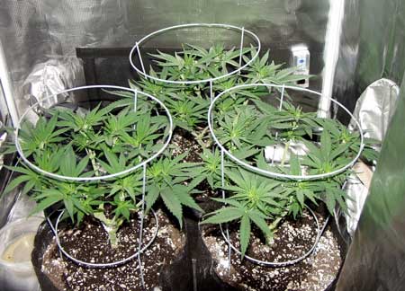 Example of vegetative cannabis plants that are being grown in composted and amended super soil from Kind Soil