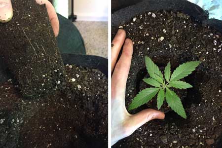 Transplanting a cannabis seedling from a solo cup to a bigger container