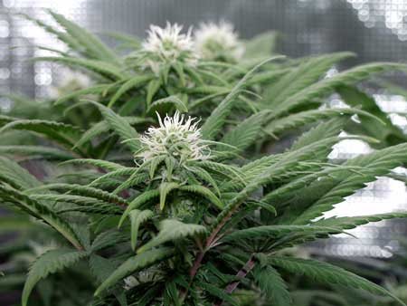 As long as you started with good genetics, harvesting buds too early (before white hairs darken and curl in) is the #1 cause of low potency. Cannabis buds that have been grown in composted, amended "super soil" by Kind Soil.