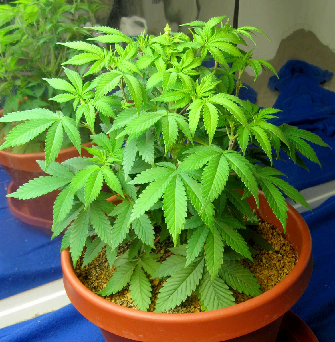 жевать листья марихуаны