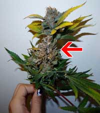 A closeup of bud rot - usually the leaves nearby will turn yellow overnight - this is sometimes you're only warning sign!