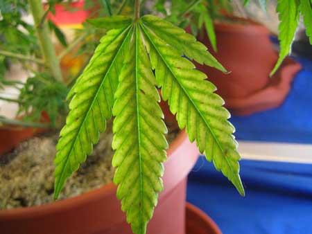 This cannabis leaf is showing signs of a magnesium deficiency