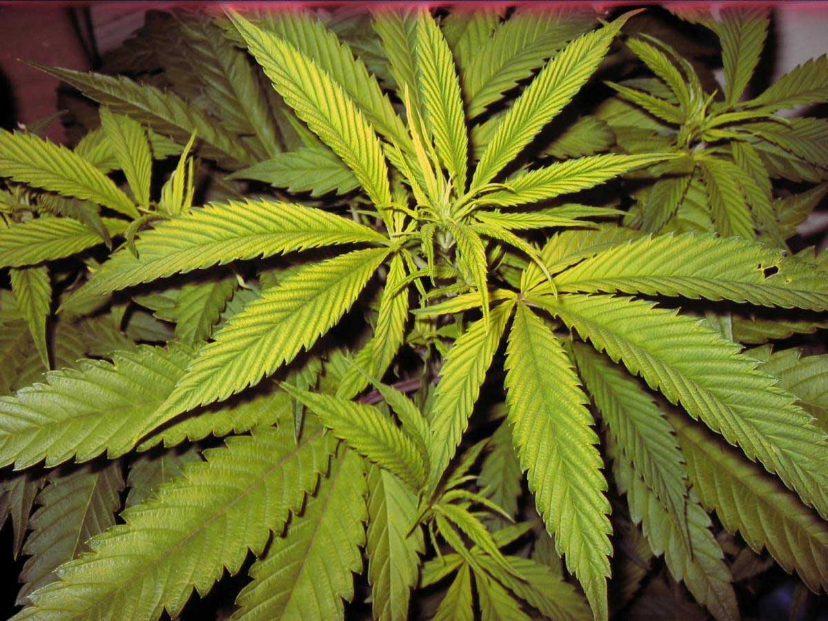 Why Cannabis Leaves Turn Yellow | Grow Weed Easy