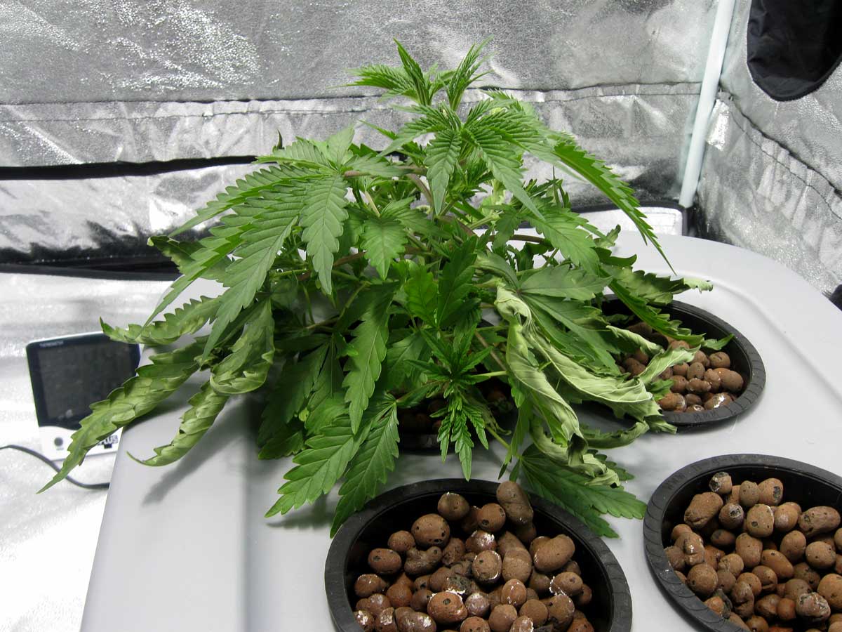 Fix Curling or Clawing Cannabis Leaves Grow Weed Easy