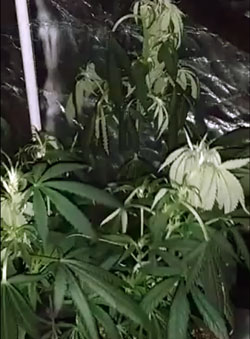 This picture shows just how much cannabis plants hate the cold. If your electricity goes out and plants experience freezing temperatures, they can respond with all kinds of odd symptoms. The top leaves of this plant turned white after the temperature dropped below 20°F (-7°C) overnight. Example of a plant that got yellow/white leaves from freezing night temperatures