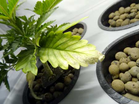 Example of three-finger leaves dying naturally as the plant gets older - this is normal!