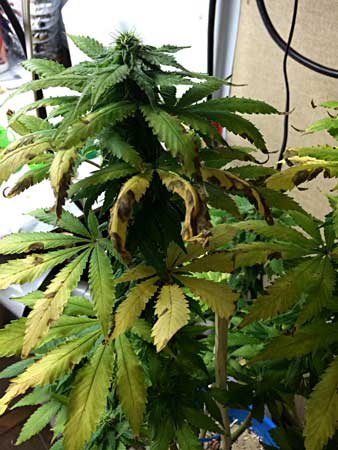 Fungus gnat damage on a flowering cannabis plant