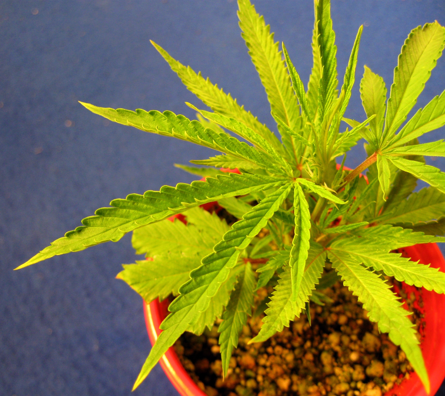 High Concept Android App: Om Of Medication Medical Marijuana