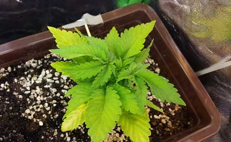 The yellow "striping" on the bottom of the plant is one of the biggest signs that this nutrient deficiency with yellow leaves is caused by a pH problem