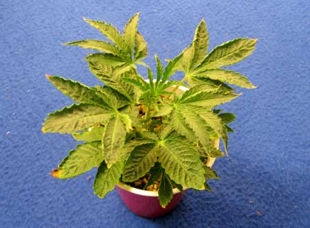 The yellow leaves and turned up edges of this cannabis plant has been caused by too much heat