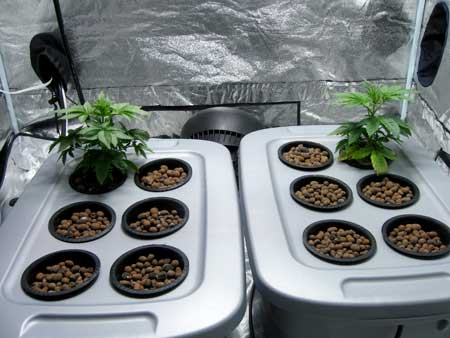 Two cannabis plants of different strains as seedlings. The left seedling here is an Indica strain that tends to stay short. Right is a Sativa that grows tall.