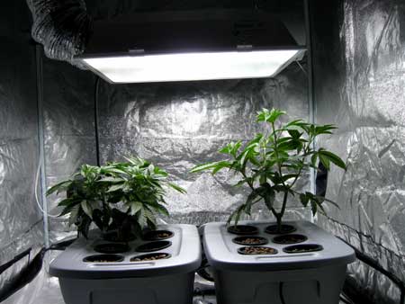 Example of an Indica (left) and Sativa (right) cannabis plant's different growth rates in the vegetative stage