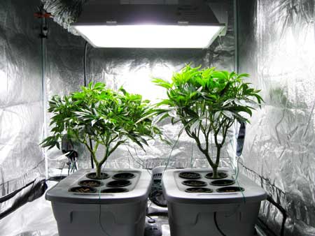 Example of two cannabis plants right before the switch to the flowering stage