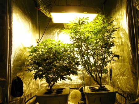 These cannabis plants have mostly reached the end of the flowering stretch