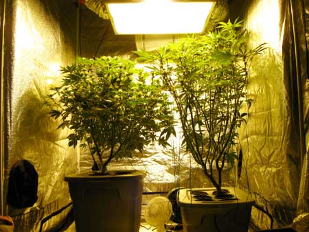 The left Indica plant was lifted up to help it be closer to the grow light