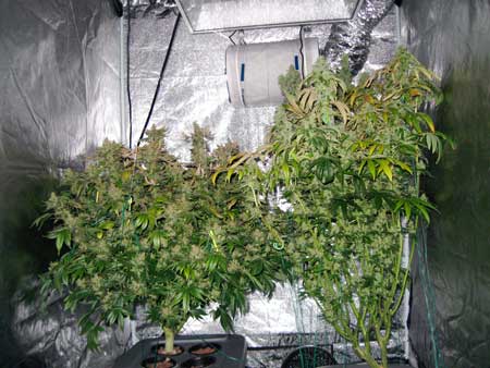 Two cannabis plants just before harvest (Indica on the left, Sativa on the right)