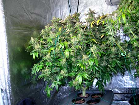 Example of an Indica strain cannabis plant just before harvest