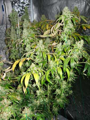 A Sativa marijuana plant just before harvest